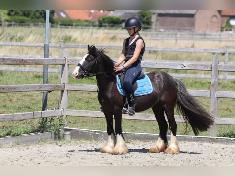 Tinker Stute 4 Jahre 120 cm Rappe in Pepingen