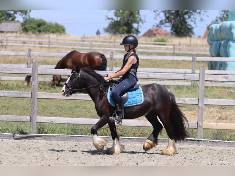 Tinker Stute 4 Jahre 120 cm Rappe in Pepingen