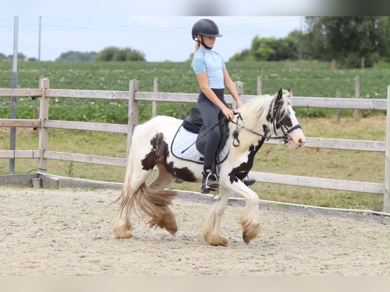 Tinker Stute 4 Jahre 120 cm Schecke in Pepingen