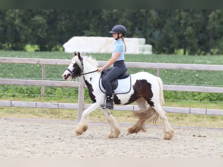 Tinker Stute 4 Jahre 120 cm Schecke in Pepingen