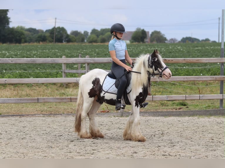 Tinker Stute 4 Jahre 120 cm Schecke in Pepingen
