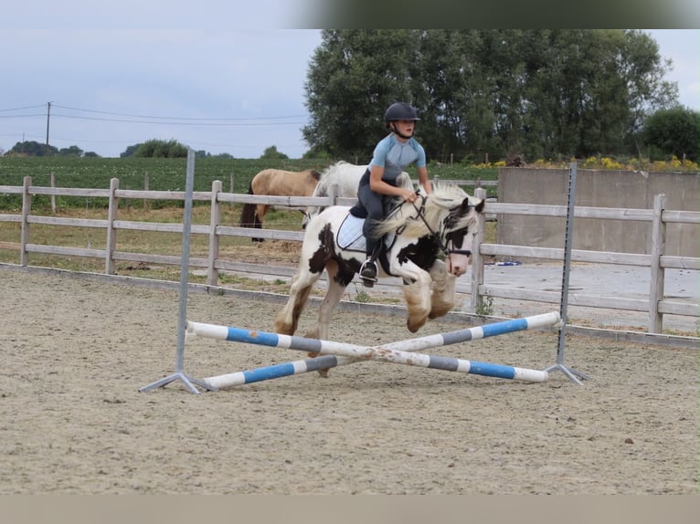 Tinker Stute 4 Jahre 120 cm Schecke in Pepingen
