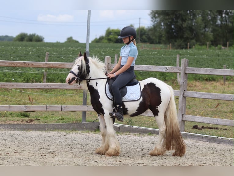 Tinker Stute 4 Jahre 120 cm Schecke in Pepingen