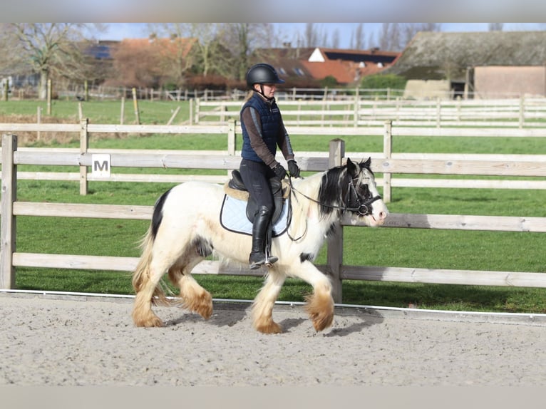 Tinker Stute 4 Jahre 122 cm Schecke in Pepingen