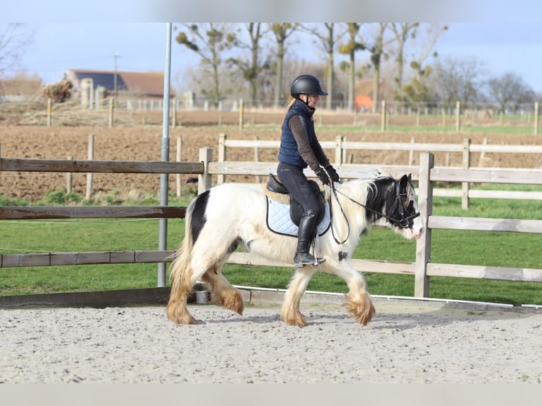 Tinker Stute 4 Jahre 122 cm Schecke in Pepingen