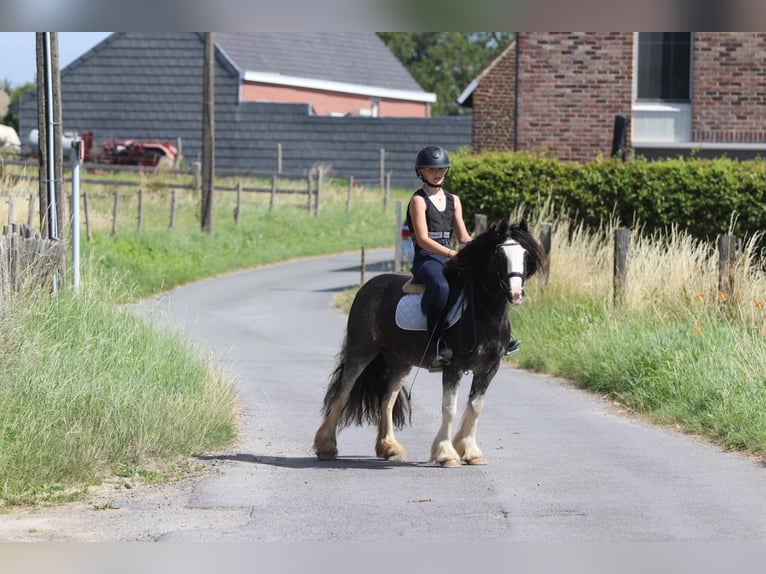 Tinker Stute 4 Jahre 123 cm Roan-Blue in Pepingen