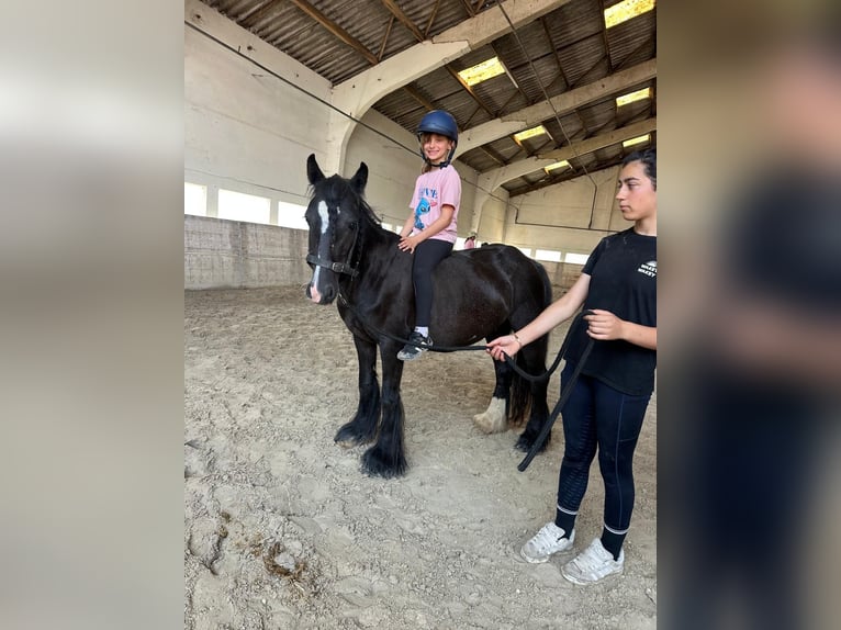 Tinker Stute 4 Jahre 124 cm Rappe in Pepingen