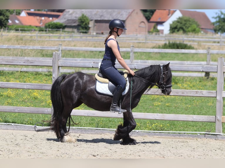 Tinker Stute 4 Jahre 124 cm Rappe in Pepingen