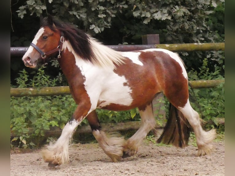 Tinker Stute 4 Jahre 125 cm in Dorsten