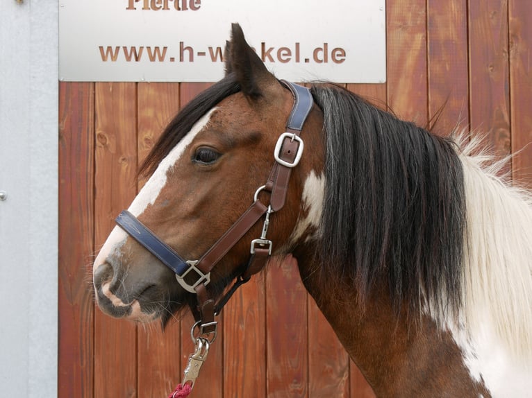 Tinker Stute 4 Jahre 125 cm in Dorsten