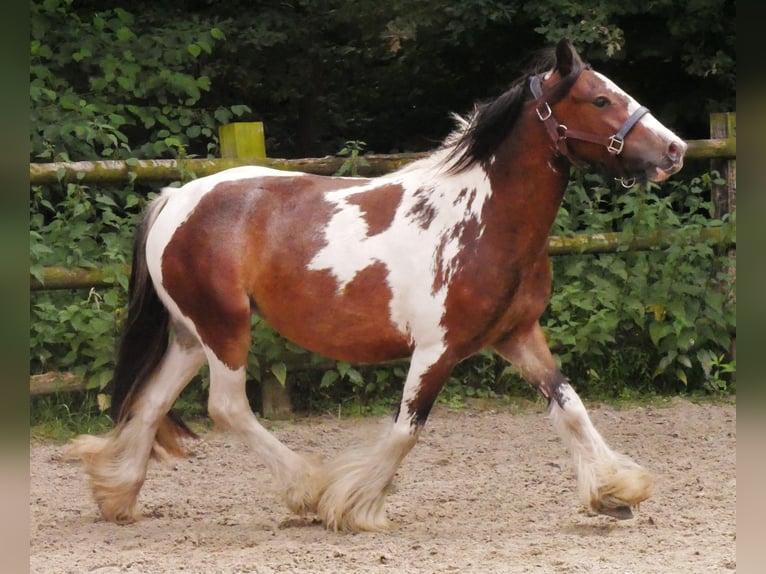 Tinker Stute 4 Jahre 125 cm in Dorsten