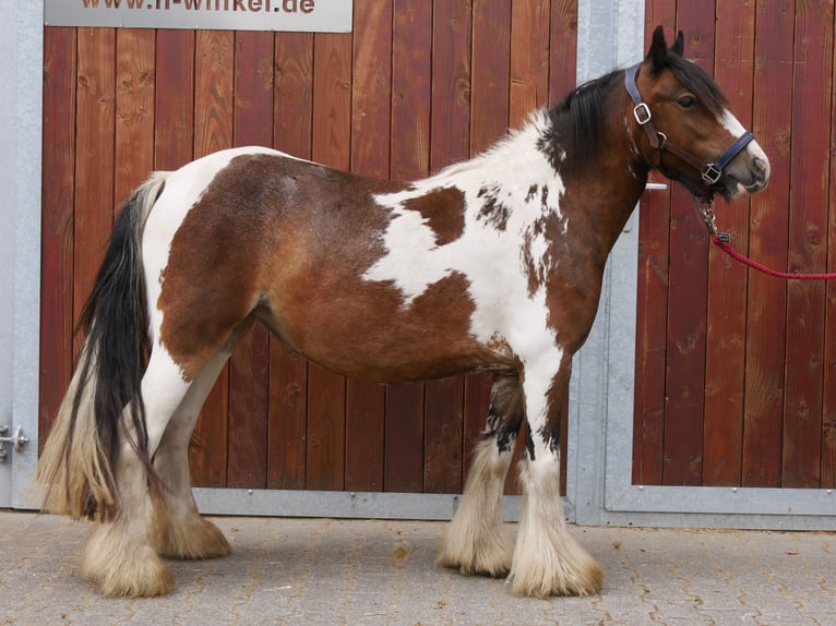 Tinker Stute 4 Jahre 125 cm in Dorsten