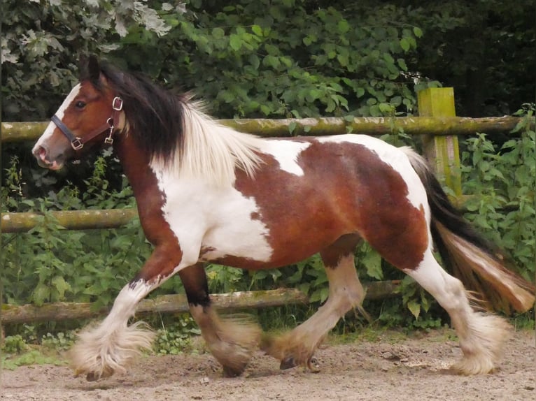 Tinker Stute 4 Jahre 125 cm in Dorsten