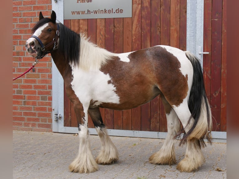 Tinker Stute 4 Jahre 125 cm in Dorsten