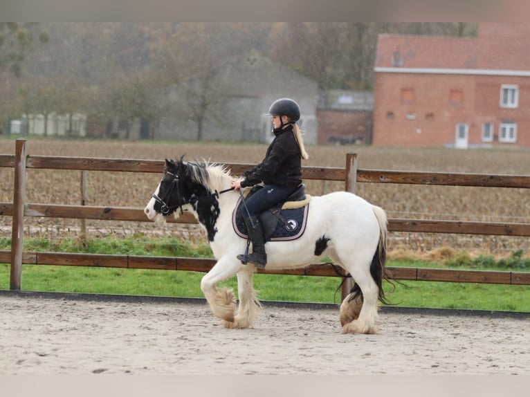 Tinker Stute 4 Jahre 126 cm Schecke in Bogaarden