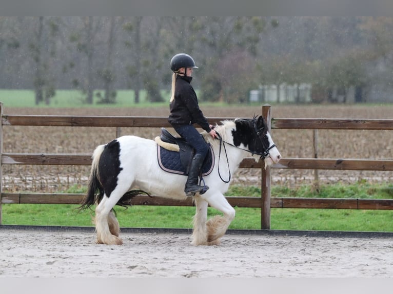 Tinker Stute 4 Jahre 126 cm Schecke in Bogaarden