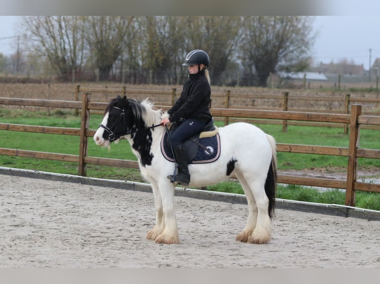 Tinker Stute 4 Jahre 126 cm Schecke in Bogaarden