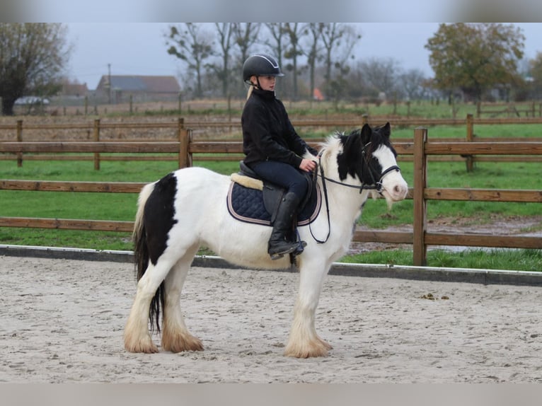 Tinker Stute 4 Jahre 126 cm Schecke in Bogaarden