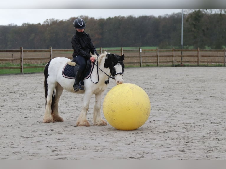 Tinker Stute 4 Jahre 126 cm Schecke in Bogaarden