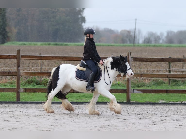 Tinker Stute 4 Jahre 126 cm Schecke in Bogaarden