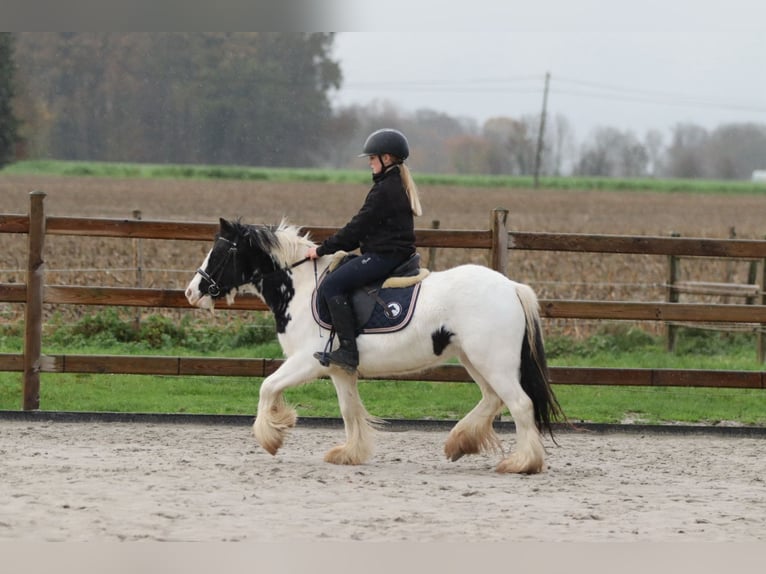 Tinker Stute 4 Jahre 126 cm Schecke in Bogaarden