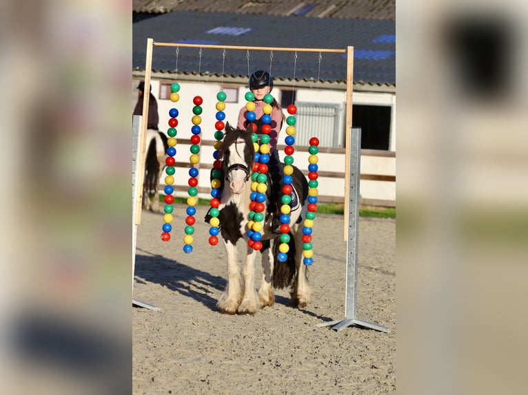 Tinker Stute 4 Jahre 126 cm Schecke in Heikruis