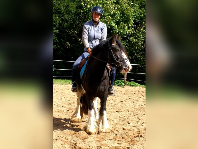 Tinker Stute 4 Jahre 128 cm Rappe in Velpke