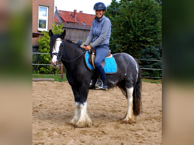 Tinker Stute 4 Jahre 128 cm Rappe in Velpke