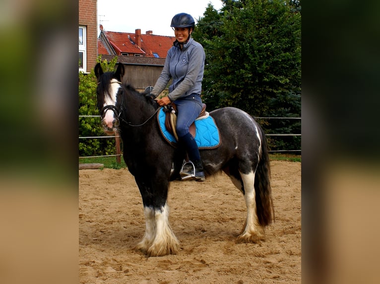 Tinker Stute 4 Jahre 128 cm Rappe in Velpke