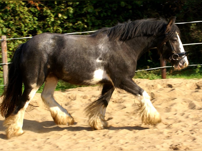 Tinker Stute 4 Jahre 128 cm Rappe in Velpke