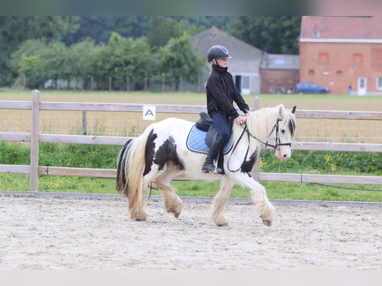 Tinker Stute 4 Jahre 128 cm Schecke in Bogaarden