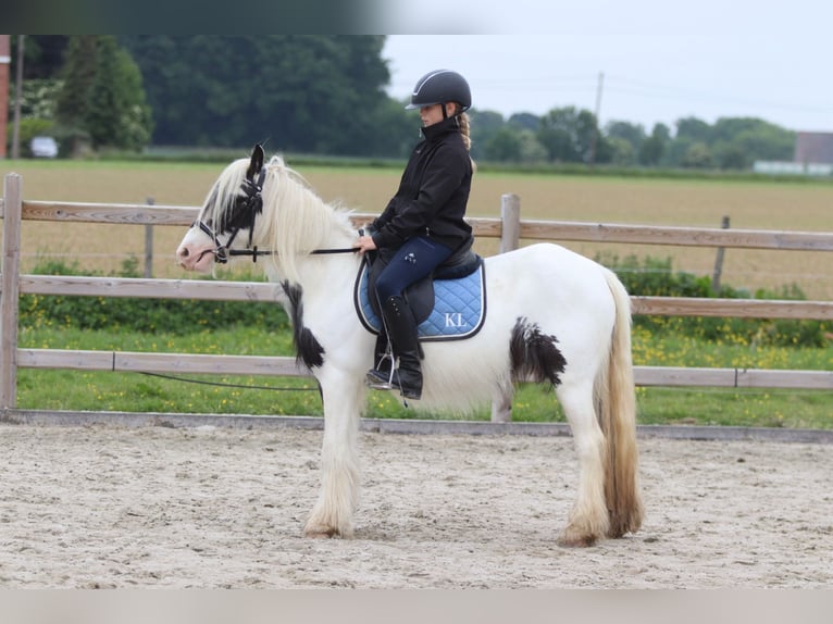 Tinker Stute 4 Jahre 128 cm Schecke in Bogaarden
