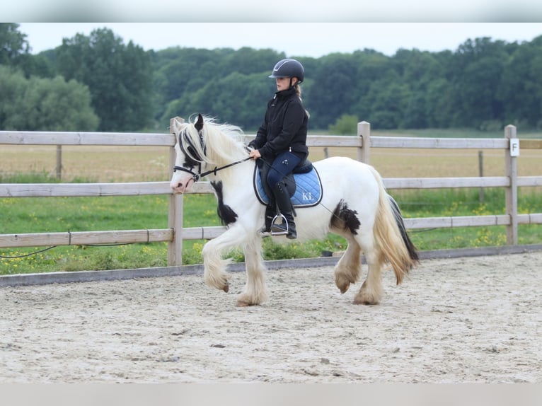 Tinker Stute 4 Jahre 128 cm Schecke in Bogaarden
