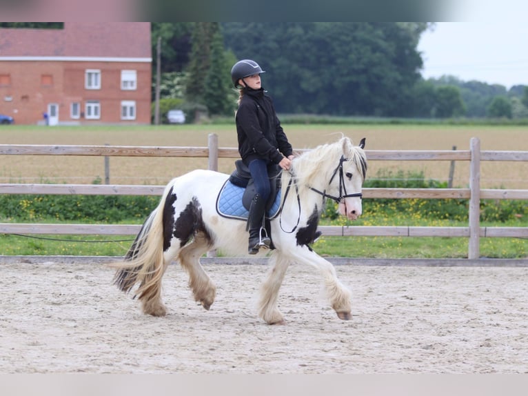Tinker Stute 4 Jahre 128 cm Schecke in Bogaarden