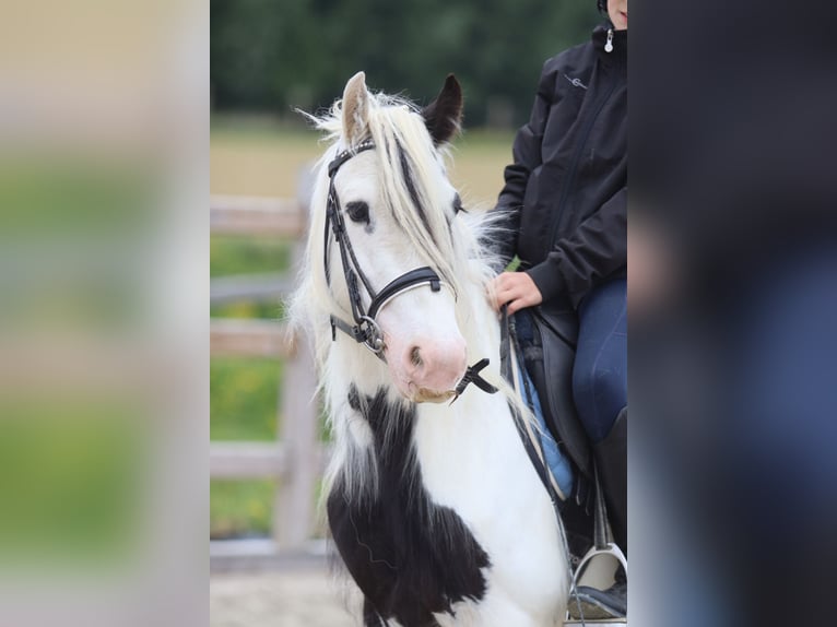 Tinker Stute 4 Jahre 128 cm Schecke in Bogaarden