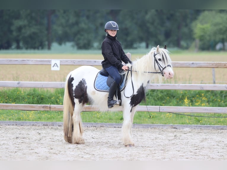 Tinker Stute 4 Jahre 128 cm Schecke in Bogaarden