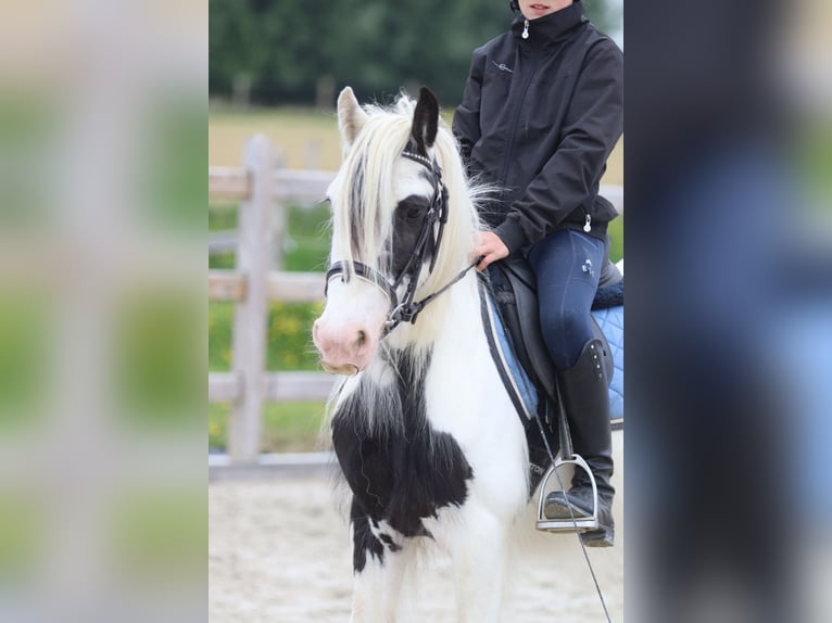Tinker Stute 4 Jahre 128 cm Schecke in Bogaarden