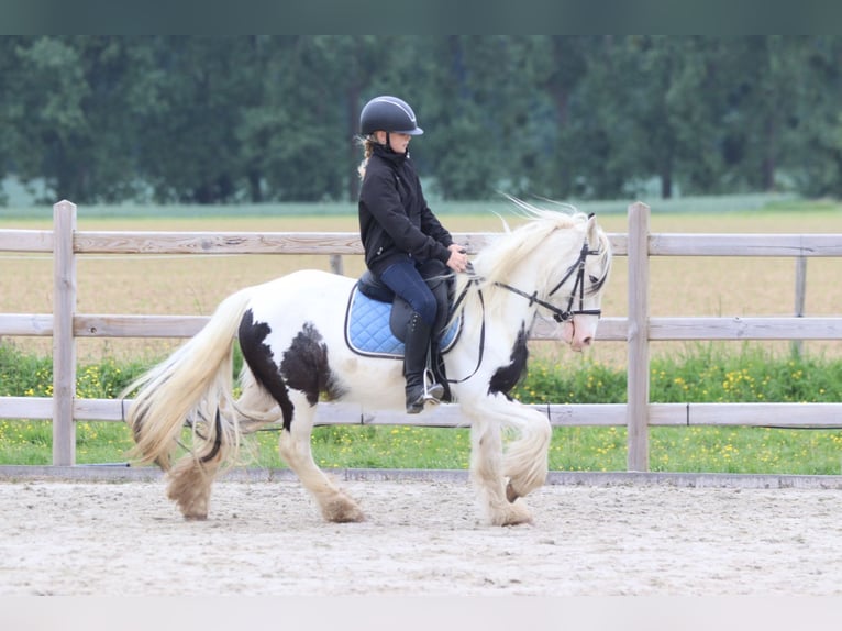 Tinker Stute 4 Jahre 128 cm Schecke in Bogaarden
