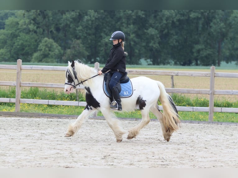 Tinker Stute 4 Jahre 128 cm Schecke in Bogaarden