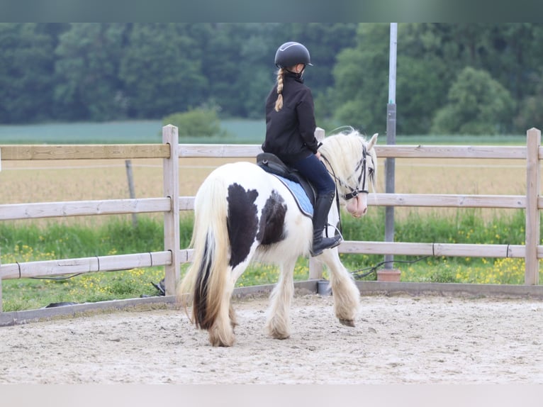 Tinker Stute 4 Jahre 128 cm Schecke in Bogaarden
