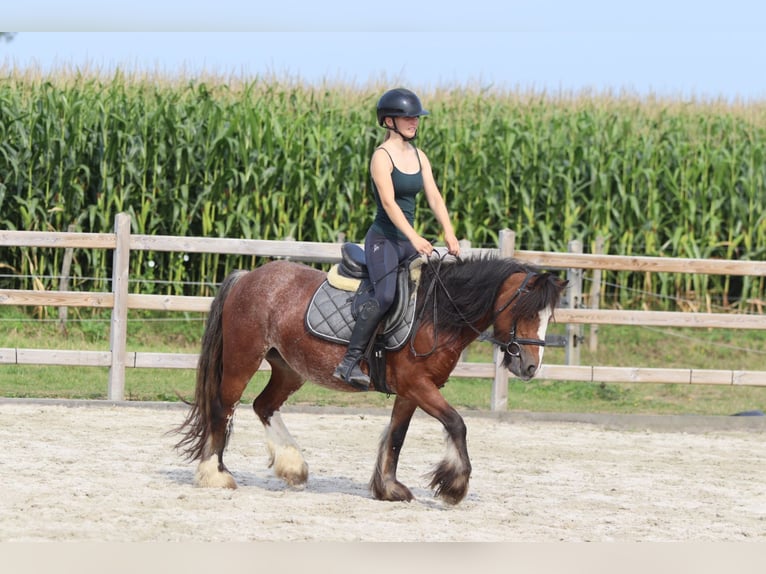 Tinker Stute 4 Jahre 130 cm Roan-Bay in Bogaarden