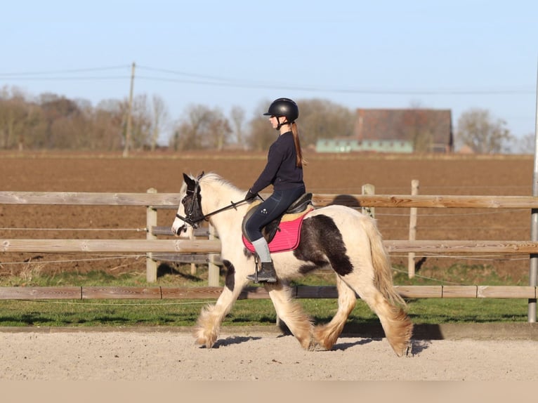 Tinker Stute 4 Jahre 130 cm Schecke in Bogaarden