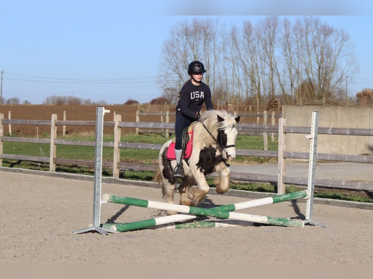 Tinker Stute 4 Jahre 130 cm Schecke in Bogaarden