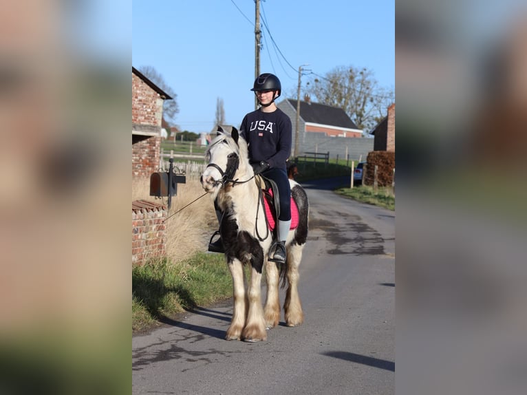 Tinker Stute 4 Jahre 130 cm Schecke in Bogaarden