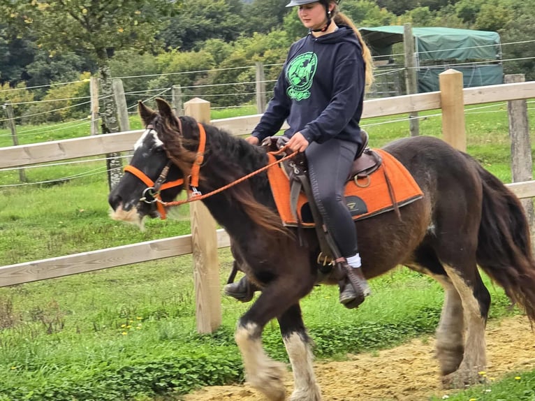 Tinker Stute 4 Jahre 130 cm Schecke in Linkenbach