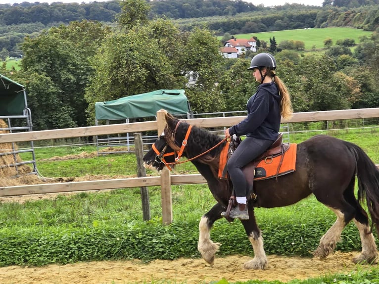 Tinker Stute 4 Jahre 130 cm Schecke in Linkenbach