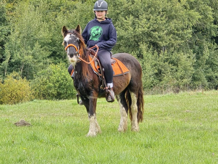 Tinker Stute 4 Jahre 130 cm Schecke in Linkenbach
