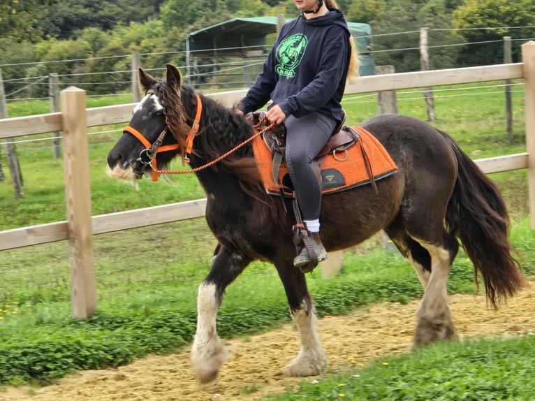 Tinker Stute 4 Jahre 130 cm Schecke in Linkenbach