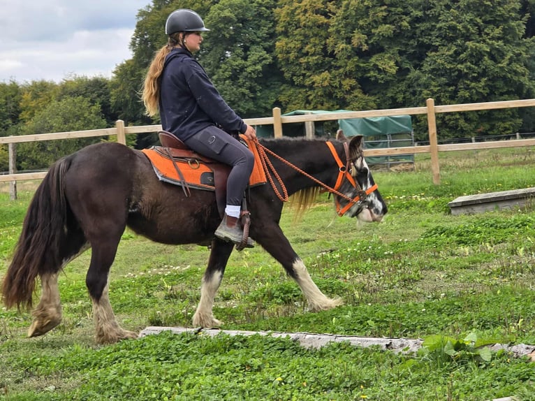Tinker Stute 4 Jahre 130 cm Schecke in Linkenbach