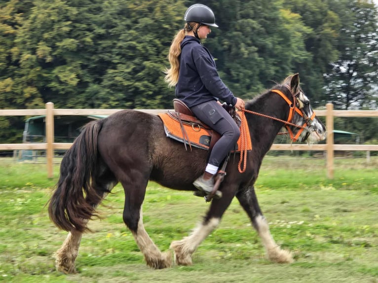 Tinker Stute 4 Jahre 130 cm Schecke in Linkenbach